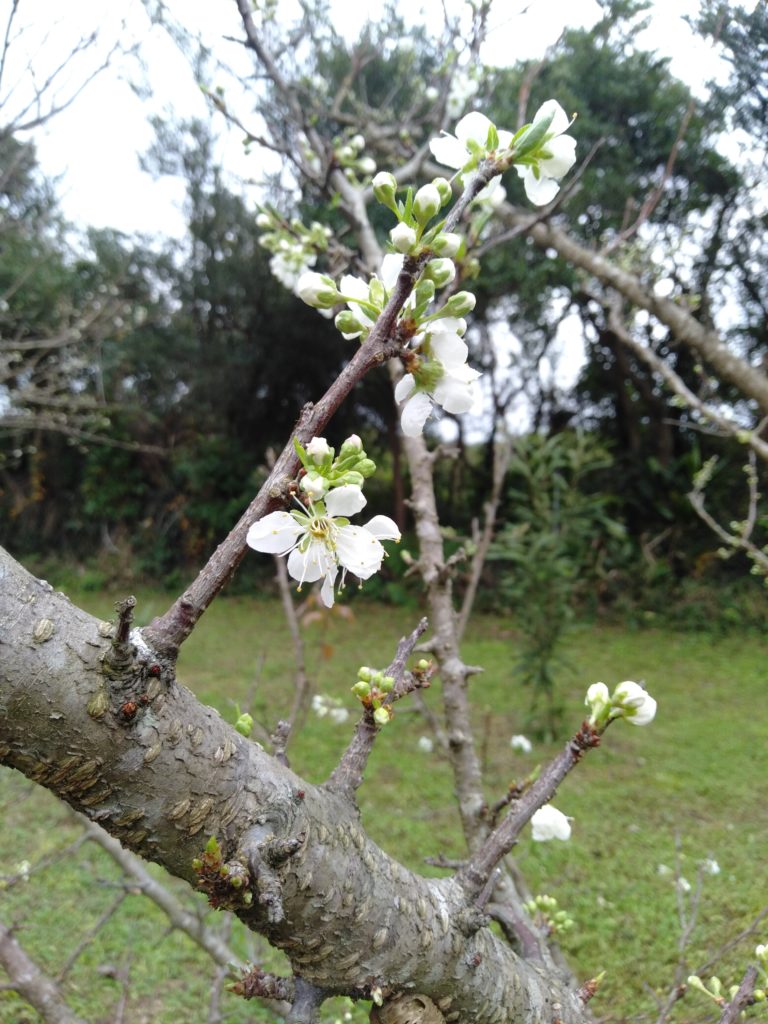 スモモの開花 屋久島農園たなかん