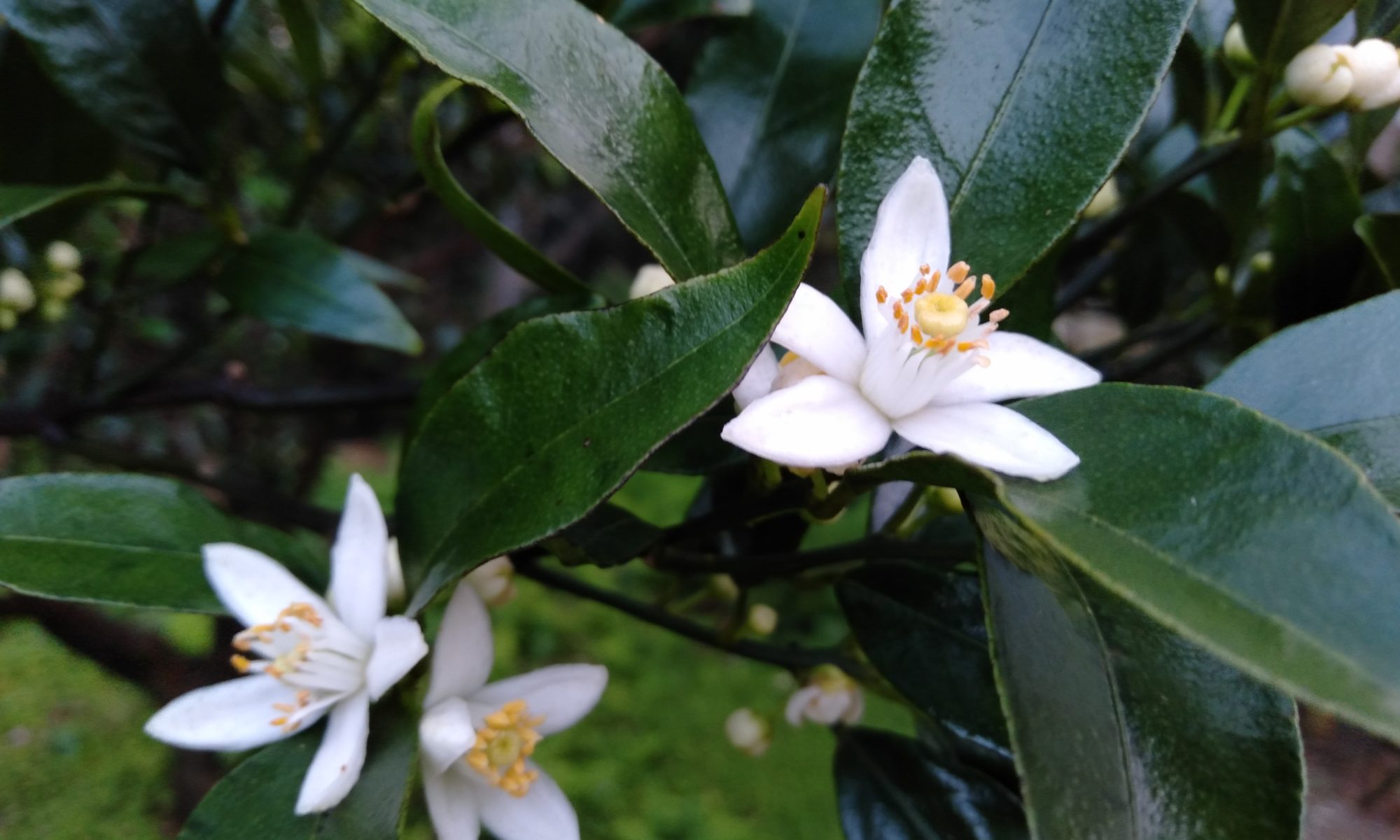 タンカンの開花