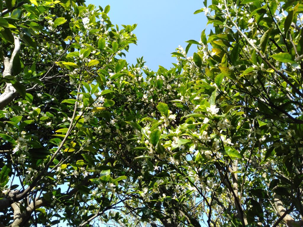 タンカンの花