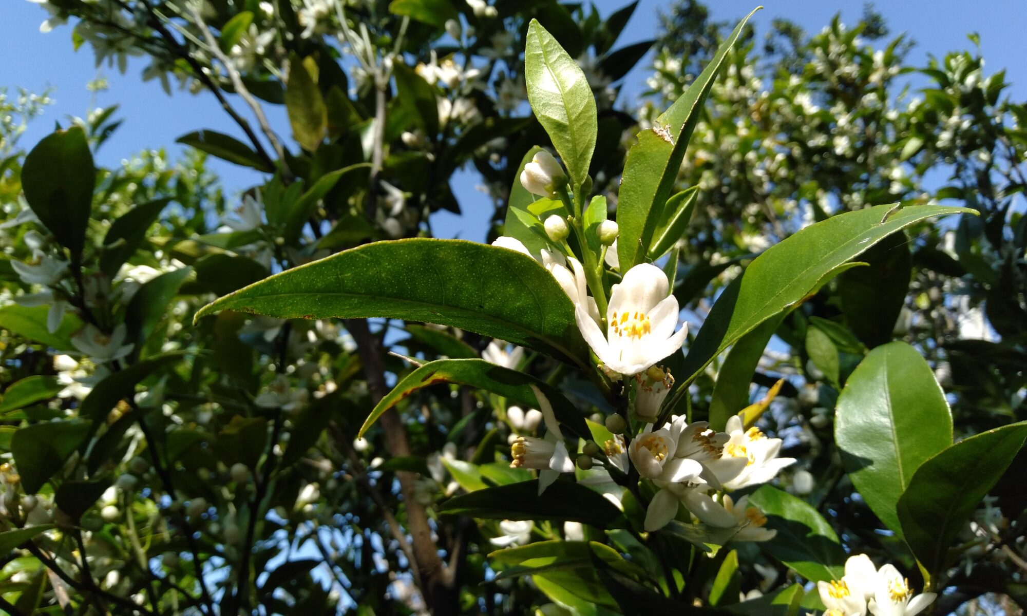 タンカン開花