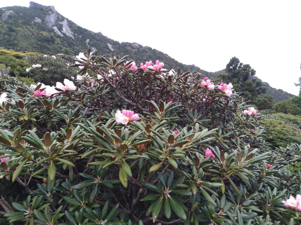 石楠花登山