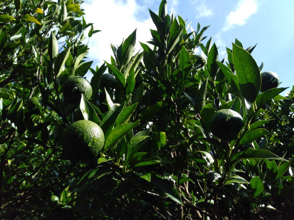 タンカンの摘果